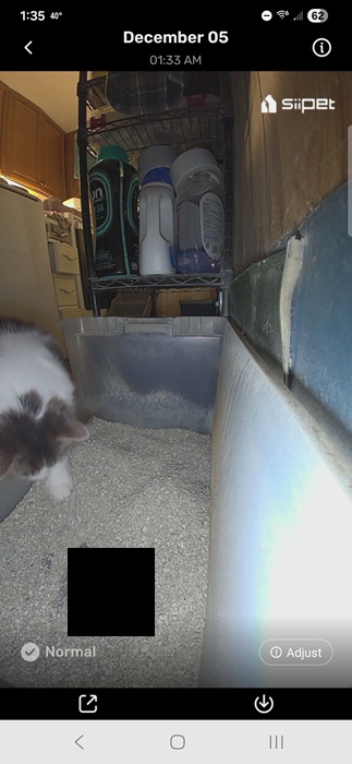 Cat going to the litter box.