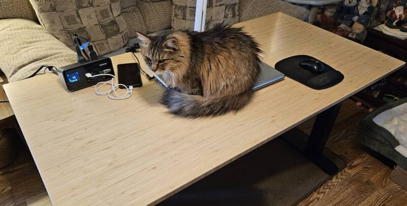 My cat Autumn sitting on standing desk while moving.