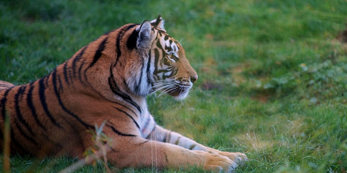 How to Bring Google's 3D Animals into Your Living Room