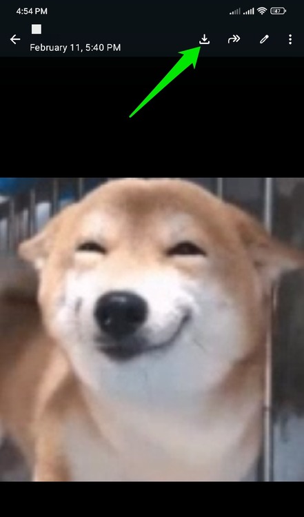 Saving dog GIF in WhatsApp